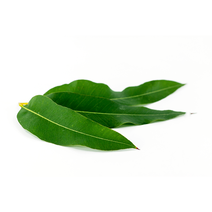 Eucalyptus globulus als Deel vun Artovitel